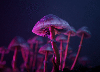 PRUEBA DESTACADO DEL MES